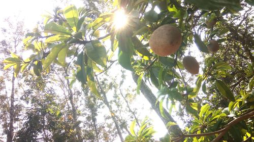 Low angle view of fruits hanging on tree