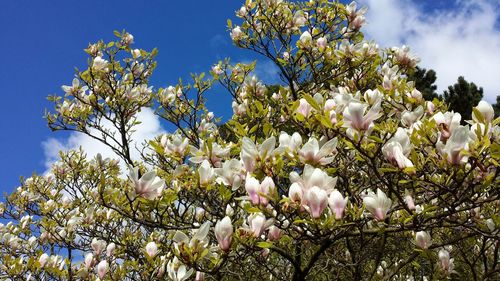 Low angle view of cherry blossoms in spring