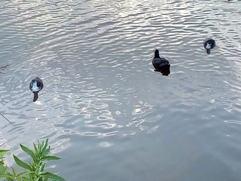 High angle view of ducks swimming in lake