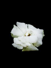 Close-up of white flower against black background