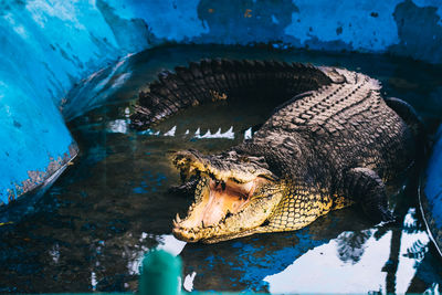 Close-up of crocodile in water