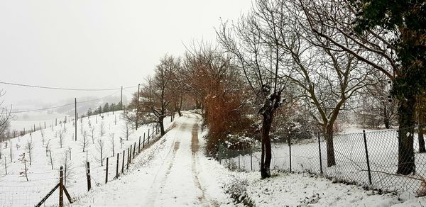 Bare trees on snow covered landscape