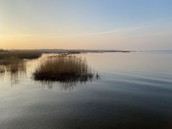 Thickets of reeds on the coast of the calm baltic sea on a cool autumn day