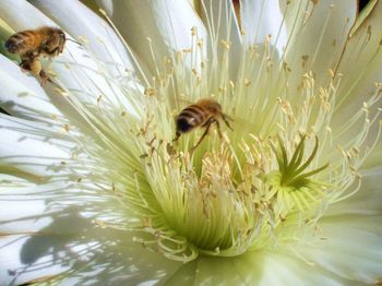 Close-up of bee on flower