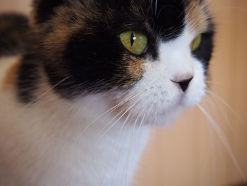 Close-up of cat