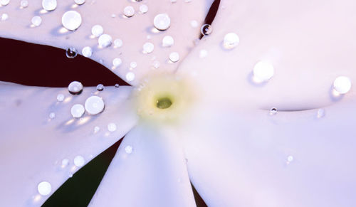 Close-up of water drops on flower