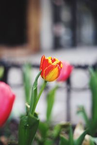 Close-up of tulip blooming outdoors