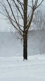 Bare tree on snow covered landscape