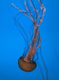 Close-up of jellyfish in sea