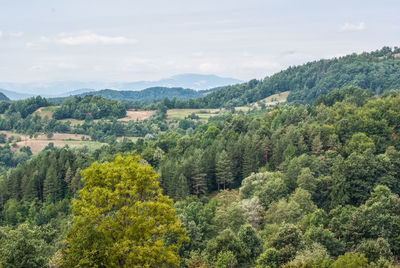 High angle view of trees and plants against sky