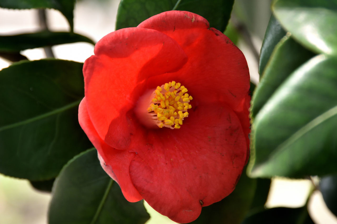 CLOSE-UP OF RED FLOWER