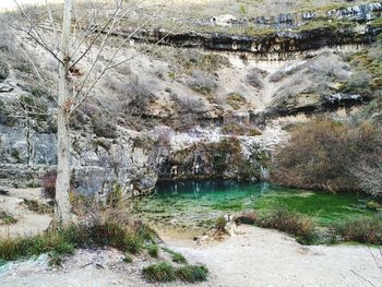 Plants growing on rocks by river