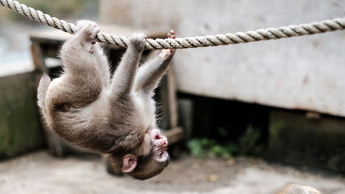 Close-up of a rabbit hanging on rope