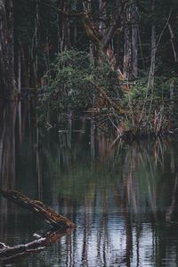 Scenic view of lake in forest