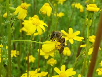 Close-up of bee pollinating on yellow flower