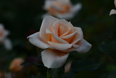 Close-up of rose blooming outdoors