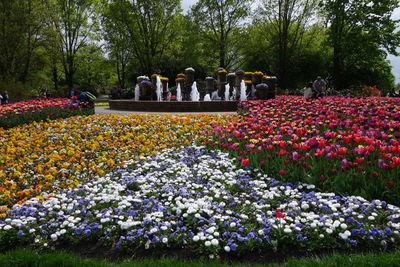 Flowers blooming in park