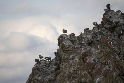 Bird perching on rock against sky