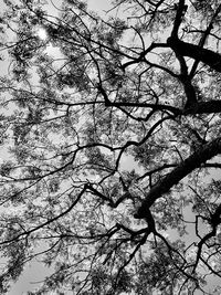 Low angle view of tree against sky