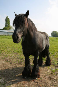 Icelandic horse on field at ranch against sky