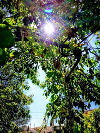 Low angle view of trees against sky on sunny day