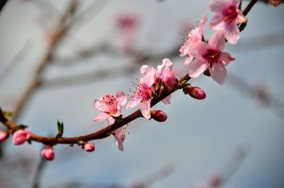 Close-up of pink flowers on branch