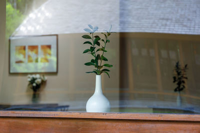 Potted plant on table at home