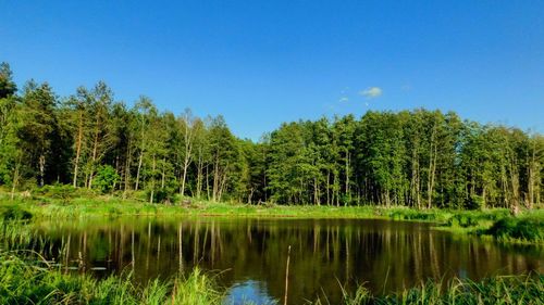 Scenic view of lake in forest against blue sky
