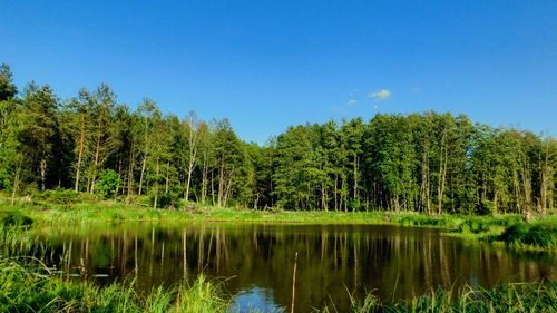 Scenic view of lake in forest against blue sky