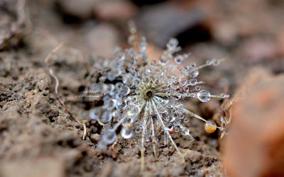 Close-up of frozen plant on field
