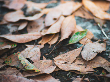 High angle view of dry maple leaf on land