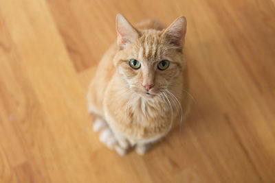 Portrait of cat on hardwood floor