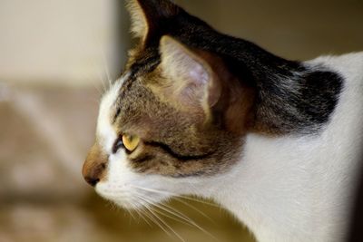 Close-up of cat looking away