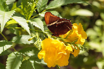 Close-up of butterfly pollinating on yellow flower