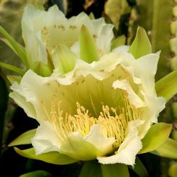 Close-up of white flowers blooming outdoors