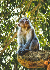 Low angle view of monkey sitting on tree