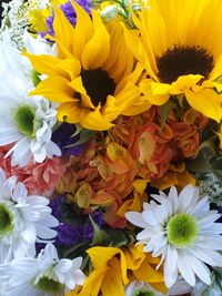 High angle view of multi colored flowering plant