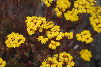 Close-up of yellow flowering plant