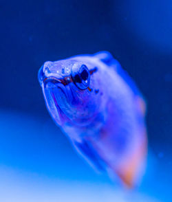 Close-up portrait of fish underwater