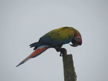 Bird perching on a tree