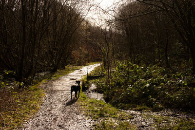 Dog walking on footpath in forest
