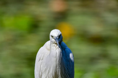 Close-up of a bird