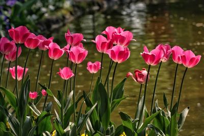 Close-up of pink flowering plants