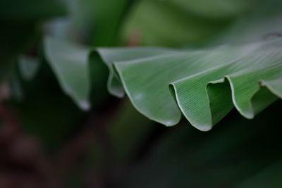 Close-up of green leaves