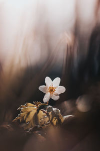 Close-up of anemonoides nemorosa flower illuminated by late sun. wood anemone flower 