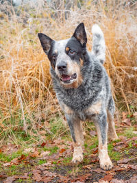 Curious dog listens with his head to the side. gray muscle dog with open mouth and sharp ears.