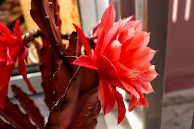 Close-up of red flowering plant