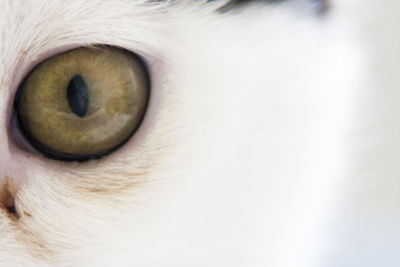 Close-up of cat eye