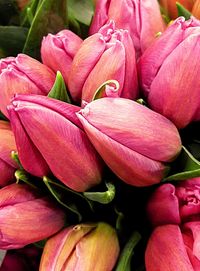 Close-up of pink flowers blooming outdoors