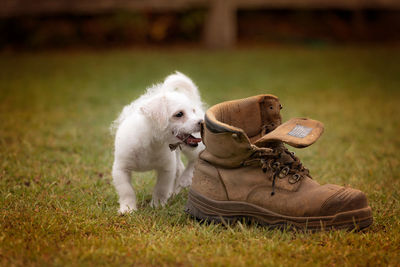 Dog looking at shoe on grass